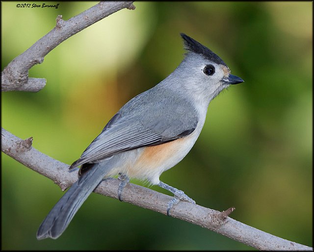 _2SB1335 black-crested titmouse.jpg